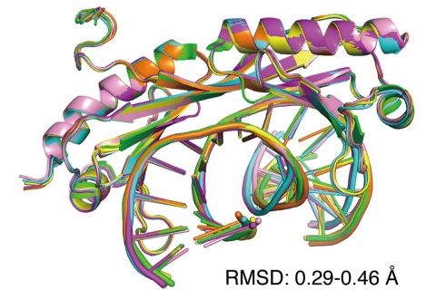 crystal structure of DNA