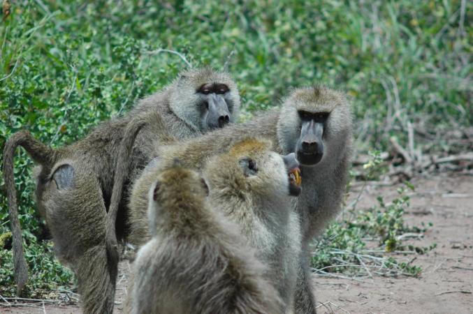 three baboons in the wild