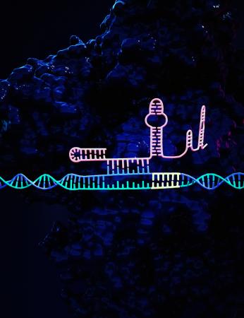 An artist’s representation of the CRISPR/Cas9 genetic sequence with the “hairpin” lock added to the left side of the system, which increases its precision by an average of 50-fold.